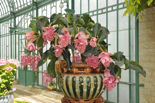 medinilla magnifica pianta da appartamento