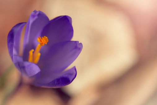 Crocus sativus, fioritura autunnale