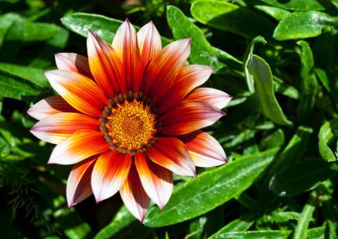 gazania bordure aiuole