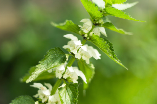 dolcimele pianta aromatica