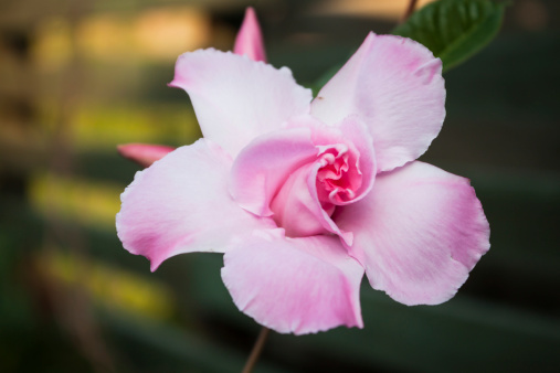 dipladenia specie più belle