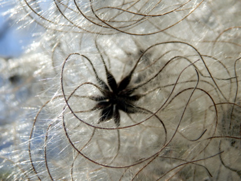 clematis vitalba pianta ornamentale