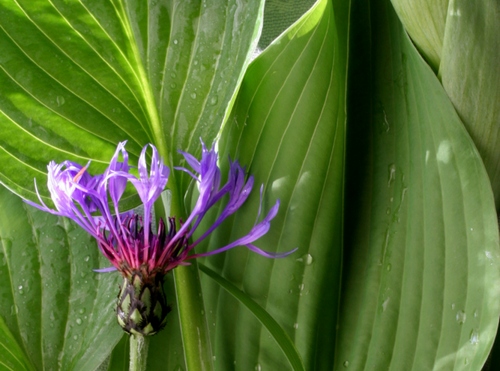 hosta fortunei pianta da appartamento