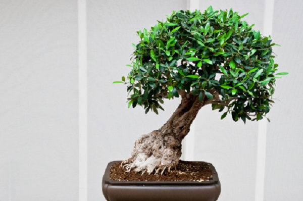 bonsai stile tronco inclinato