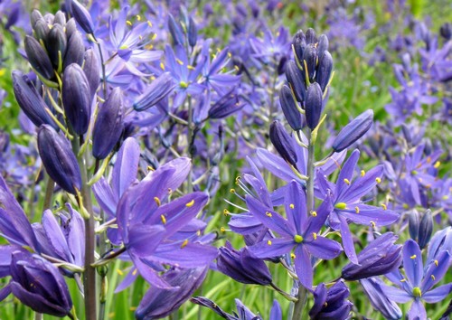 camassia esculenta bulbosa da piantare in autunno