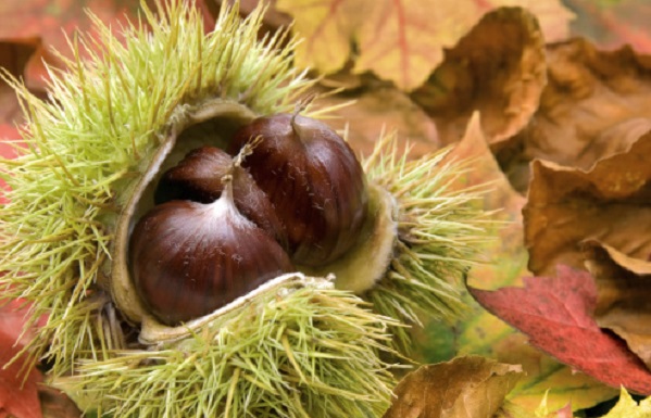 raccolta castagne pericolo quest anno