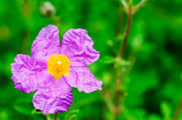 significato fiori cisto cistus