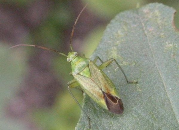 miridi fruttiferi insetti parassiti