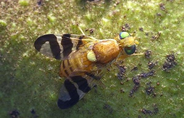 mosca noci insetto parassita