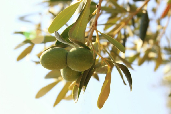 raccolta olive metodi