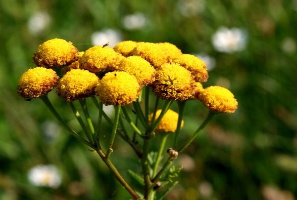 tanaceto insetticida naturale parassita