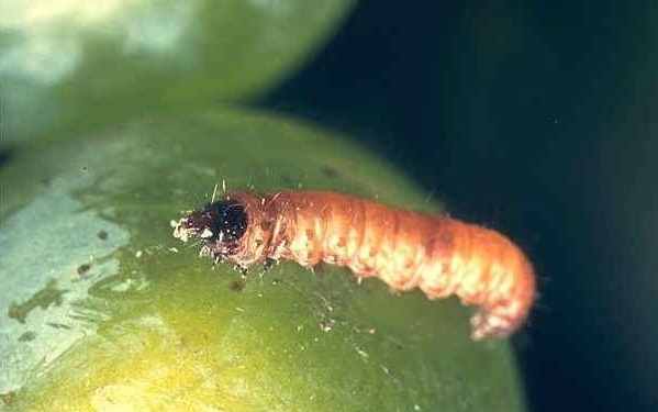 tignola vite insetto parassita