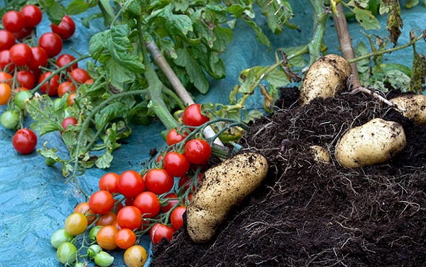 tomtato pianta pomodori fa patate