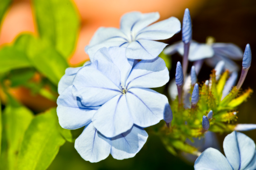 plumbago arbusto sempreverde