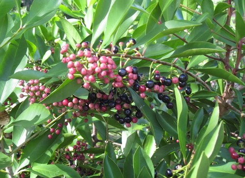 ardisia humilis arbusto sempreverde