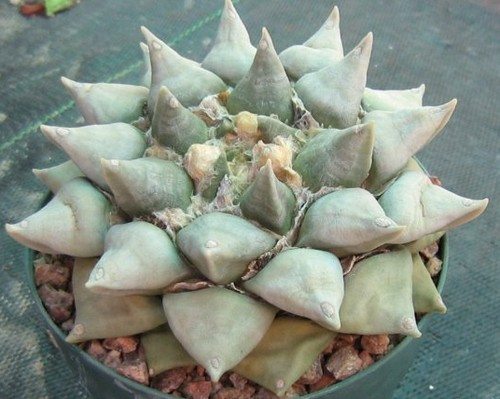 Ariocarpus retusus, pianta grassa