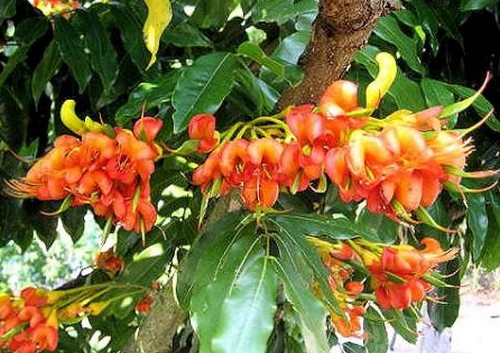 castanospermum australe