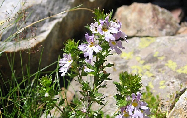 significato fiori eufrasia