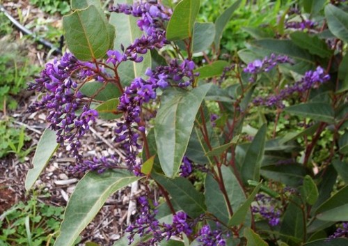 hardenbergia violacea rampicante perenne