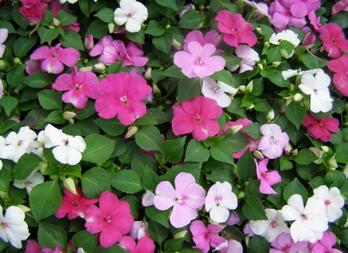 impatiens