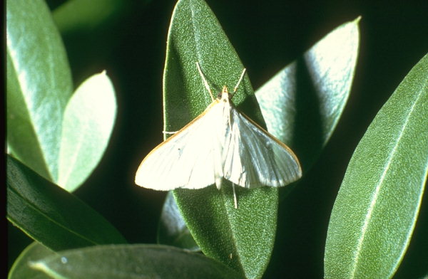 margaronia olivo insetto parassita