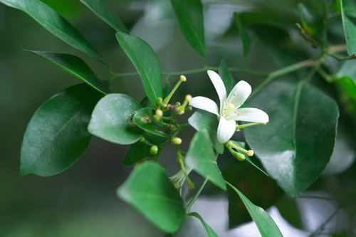 Murraya auriculata, arbusto sempreverde