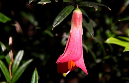 philesia magellanica arbusto sempreverde