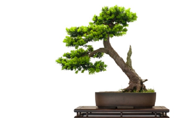 bonsai stile literati