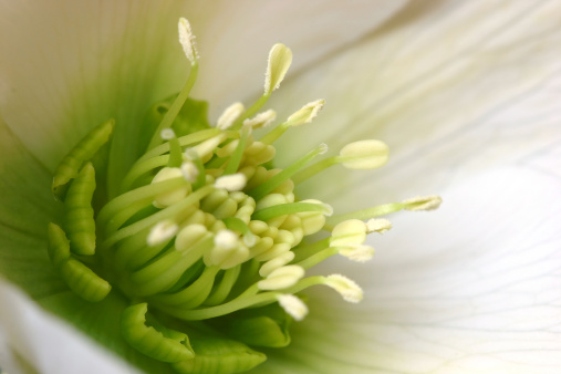 Helleborus orientalis, ottimo per la produzione di fiori recisi