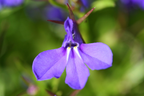 lobelia vasi sospesi