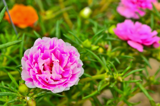 portulaca grandiflora succulenta perenne