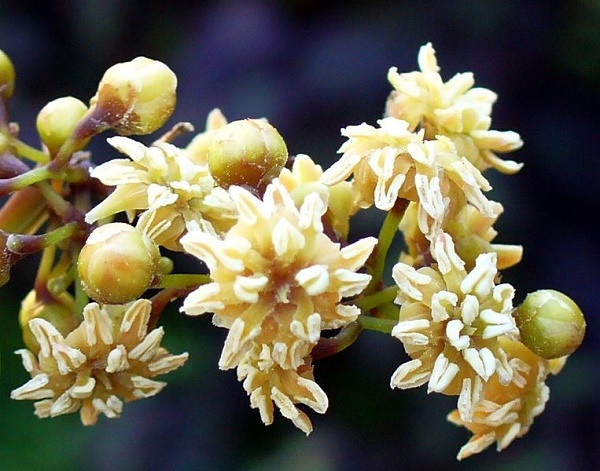 primo fiore terra Amborella trichopoda