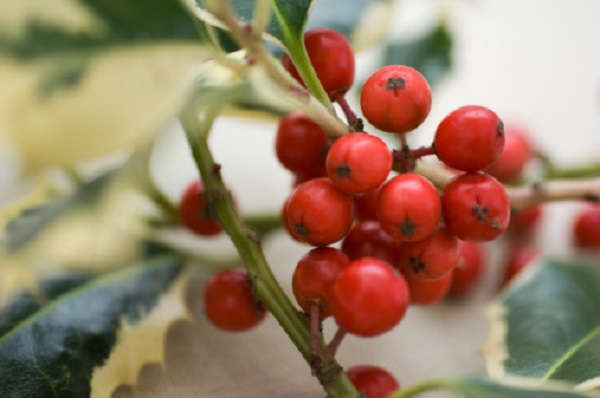 Piante di Natale con bacche rosse 