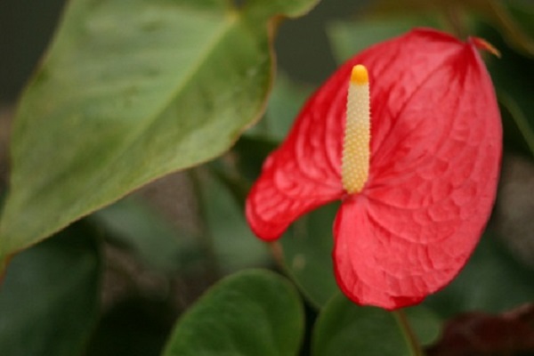 Anthurium Natale regalo decorazione