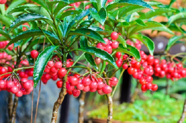 significato fiori ardisia