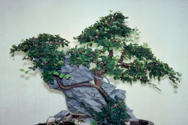 bonsai stile roccia