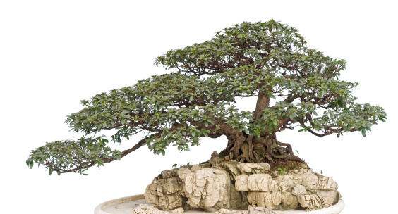 bonsai stile doppio tronco