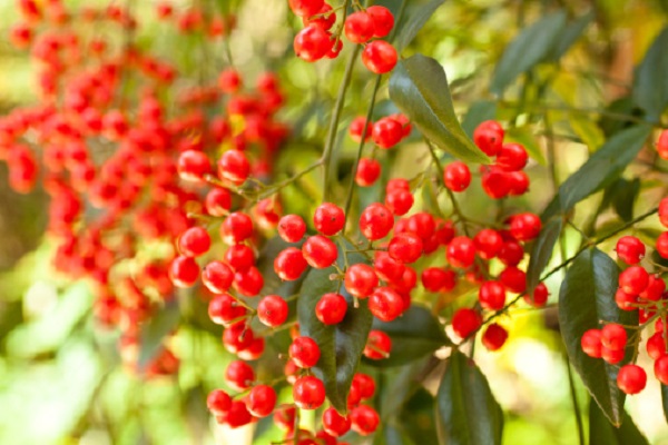 significato fiori nandina