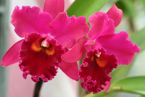 Regali floreali di Natale: le orchidee 