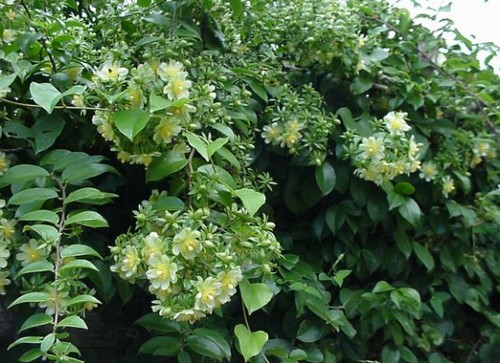 pereskia aculeata rampicante perenne