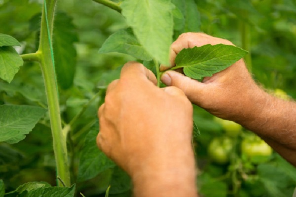 Orti Antartide quello più sud