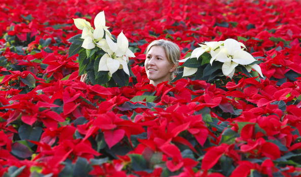 Stella Di Natale Decorazioni Natalizie.Decorazioni Natalizie Con La Stella Di Natale Pollicegreen