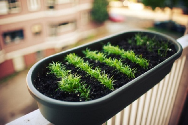 vaso erbe aromatiche balcone