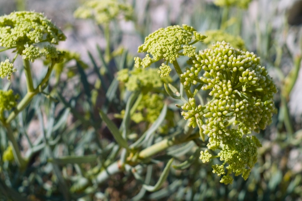 crithmum pianta aromatica