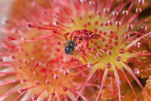 drosera rotundifolia pianta carnivora