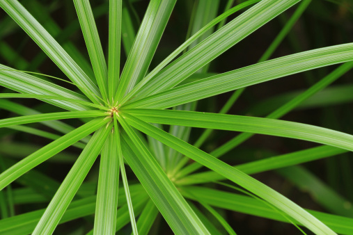 cyperius alternifolius erbacea perenne