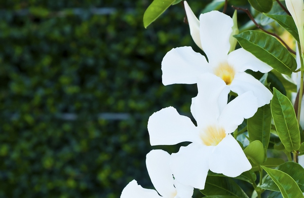 dipladenia boliviensis