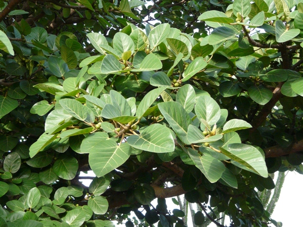 Ficus vasta, pianta da appartamento