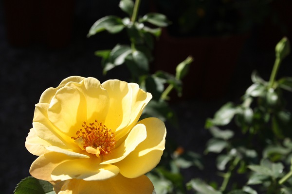 Perugia Flower Show