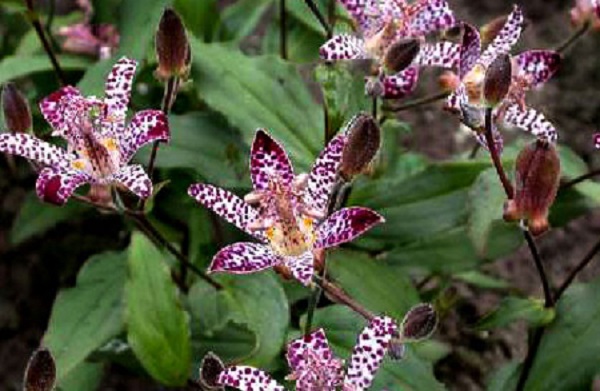 Tricyrtis